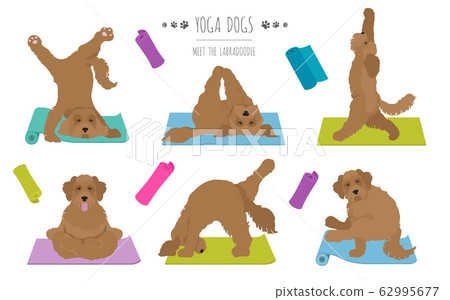 Yoga dogs poses and exercises poster design. Yoga dogs poses and exercises poster design. 62995677