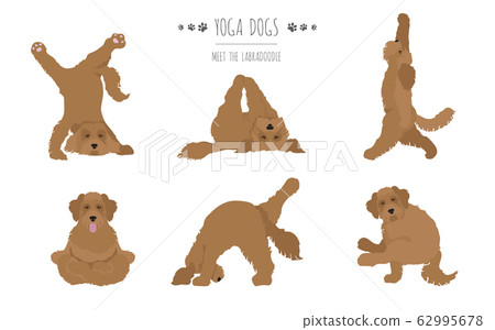 Yoga dogs poses and exercises poster design. Yoga dogs poses and exercises poster design. 62995678