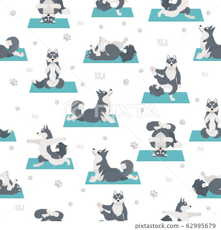 Yoga dogs poses and exercises. Siberian husky and Yoga dogs poses and exercises. Siberian husky and 62995679