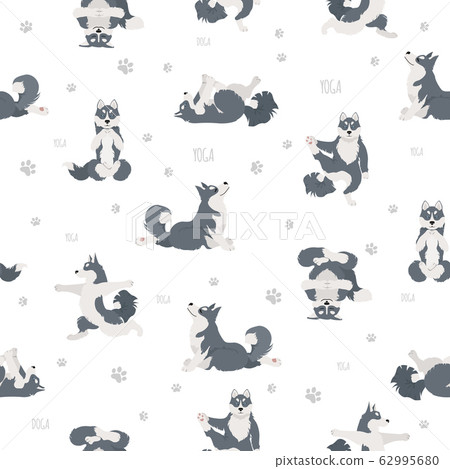 Yoga dogs poses and exercises. Siberian husky and Yoga dogs poses and exercises. Siberian husky and 62995680