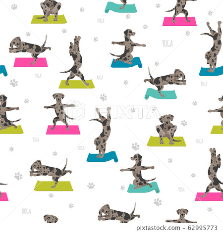 Yoga dogs poses and exercises. Bull terrier Yoga dogs poses and exercises. Bull terrier 62995773