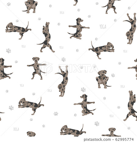 Yoga dogs poses and exercises. Bull terrier Yoga dogs poses and exercises. Bull terrier 62995774