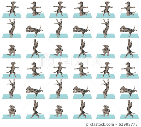 Yoga dogs_American cocker spaniel_1 Yoga dogs_American cocker spaniel_1 62995775