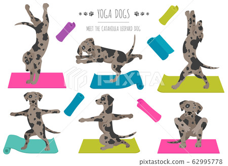 Yoga dogs poses and exercises poster design. Yoga dogs poses and exercises poster design. 62995778