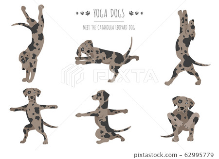 Yoga dogs_American cocker spaniel_1 Yoga dogs_American cocker spaniel_1 62995779