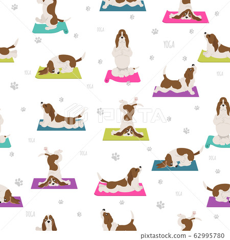 Yoga dogs poses and exercises. Basset hound Yoga dogs poses and exercises. Basset hound 62995780