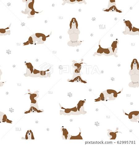 Yoga dogs poses and exercises. Basset hound Yoga dogs poses and exercises. Basset hound 62995781