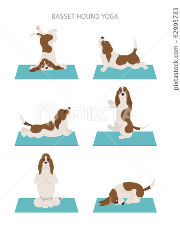 Yoga dogs poses and exercises. Basset hound Yoga dogs poses and exercises. Basset hound 62995783