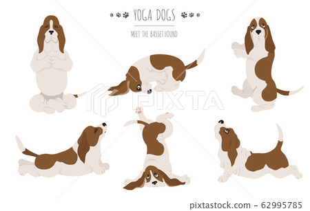 Yoga dogs poses and exercises. Basset hound Yoga dogs poses and exercises. Basset hound 62995785