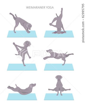Yoga dogs poses and exercises poster design. 62995795