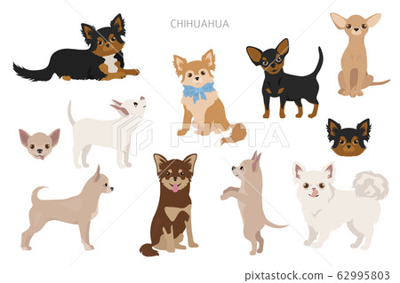 Chihuahua Dogs In Poses Different Varieties Of Stock Illustration