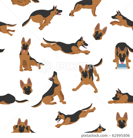 German shepherd dogs in different poses. Shepherd 62995806