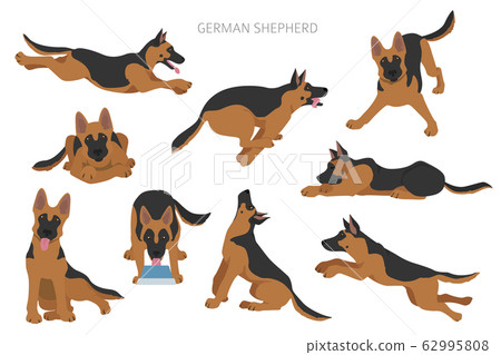 German shepherd dogs in different poses. Shepherd 62995808