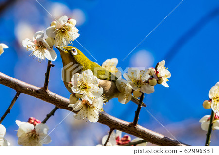 Plum trees and white-eye Shiroishi City, Miyagi Prefecture 62996331