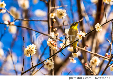 Plum trees and white-eye Shiroishi City, Miyagi Prefecture Plum trees and white-eye Shiroishi City, Miyagi Prefecture 62996367