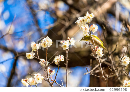 Plum trees and white-eye Shiroishi City, Miyagi Prefecture Plum trees and white-eye Shiroishi City, Miyagi Prefecture 62996398