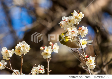 Plum trees and white-eye Shiroishi City, Miyagi Prefecture Plum trees and white-eye Shiroishi City, Miyagi Prefecture 62996399