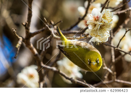 Plum trees and white-eye Shiroishi City, Miyagi Prefecture Plum trees and white-eye Shiroishi City, Miyagi Prefecture 62996423