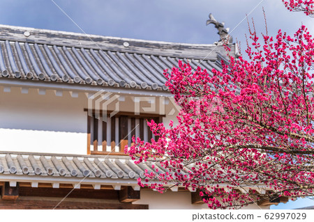 宮城縣白石市白石城和梅花 宮城縣白石市白石城和梅花 62997029