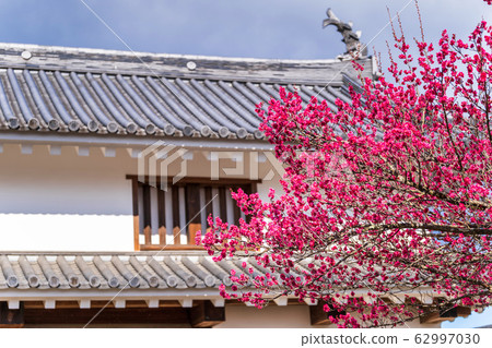 宮城縣白石市白石城和梅花 62997030