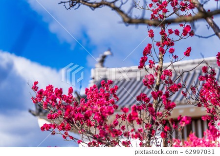 宮城縣白石市白石城和梅花 62997031