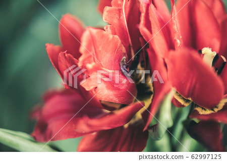 Blur Macro shot of one beautiful red tulip outdoor Blur Macro shot of one beautiful red tulip outdoor 62997125