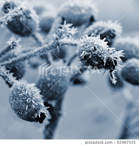 Frozen rosehip. Fetal detail in winter time. Frozen rosehip. Fetal detail in winter time. 62997335