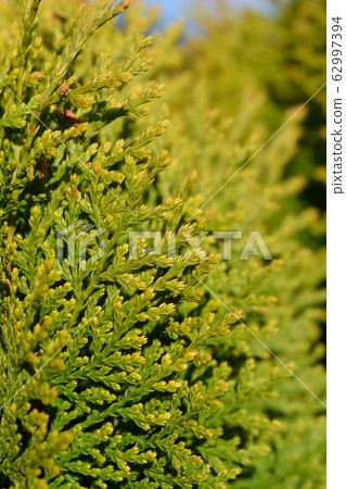 Dwarf golden oriental thuja Dwarf golden oriental thuja 62997394