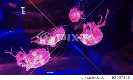 Colorful jellyfish in aquarium Colorful jellyfish in aquarium 62997398