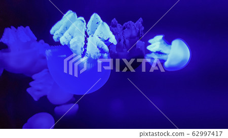 Colorful jellyfish in aquarium 62997417