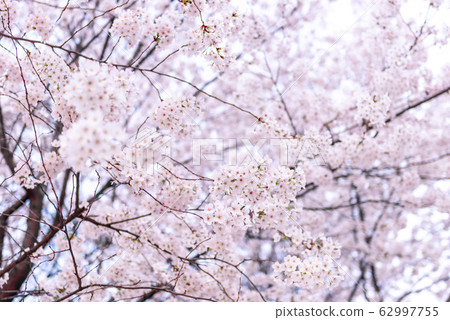 Spring flowers, cherry blossoms Spring flowers, cherry blossoms 62997755