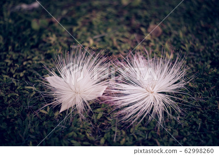 Flower of Barringtonia asiatica, fish poison tree Flower of Barringtonia asiatica, fish poison tree 62998260
