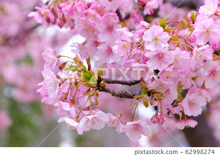 Kawazu cherry tree Kawazu cherry tree 62998274