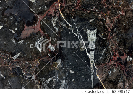 Real natural ." Nero Fossile " texture pattern. 62998547