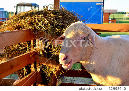A sheeps an enclosure at farm waiting to be sheared A sheeps an enclosure at farm waiting to be sheared 62998640