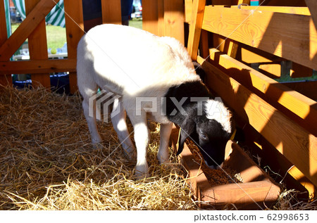 A sheeps an enclosure at farm waiting to be sheared 62998653