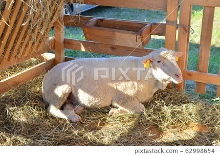 A sheeps an enclosure at farm waiting to be sheared A sheeps an enclosure at farm waiting to be sheared 62998654