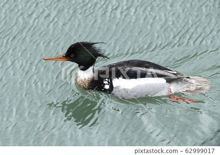 Rumen Rumen 62999017