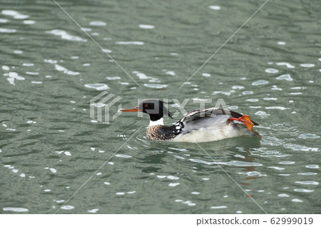 Rumen Rumen 62999019