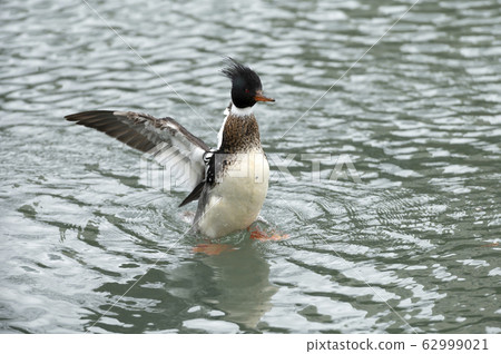 紅胸秋沙鴨 62999021