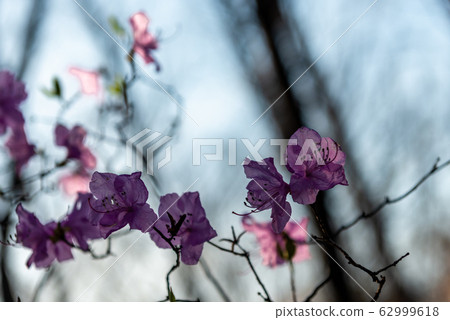 杜鵑花的春天的花朵 杜鵑花的春天的花朵 62999618