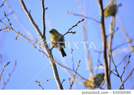 荒尾市四山神社名次郎 63000090
