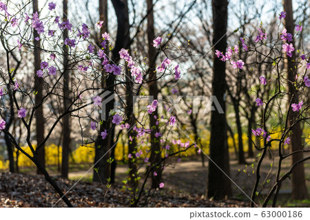 杜鵑花的春天的花朵 杜鵑花的春天的花朵 63000186