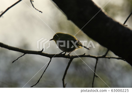Arao City Yotsuyama Shrine Mejiro, 63000225