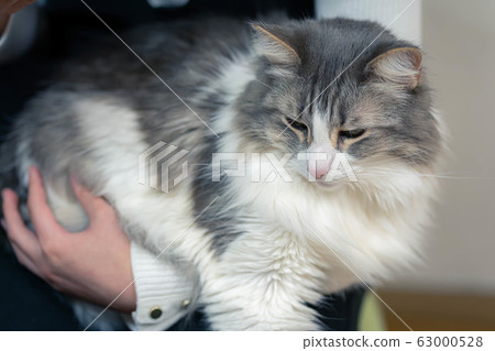 A happy cat hugging [Norwegian Forest Cat] 63000528