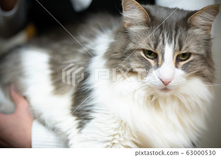 A happy cat hugging [Norwegian Forest Cat] 63000530
