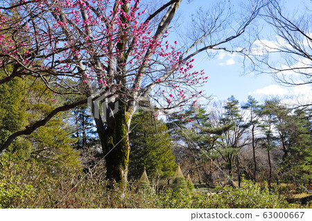 [Tokyo] Early Spring Jindai Botanical Park 63000667