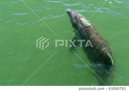 bottlenose dolphin in baja california green waters 63000791