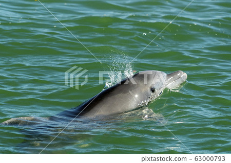 bottlenose dolphin in baja california green waters 63000793