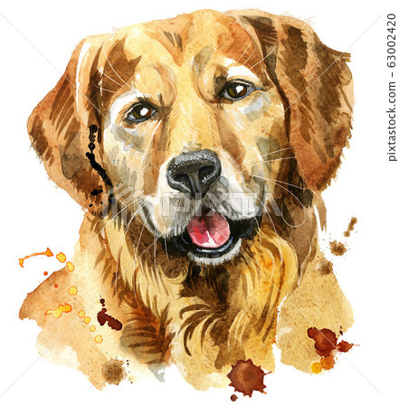 Watercolor portrait of golden retriever Watercolor portrait of golden retriever 63002420